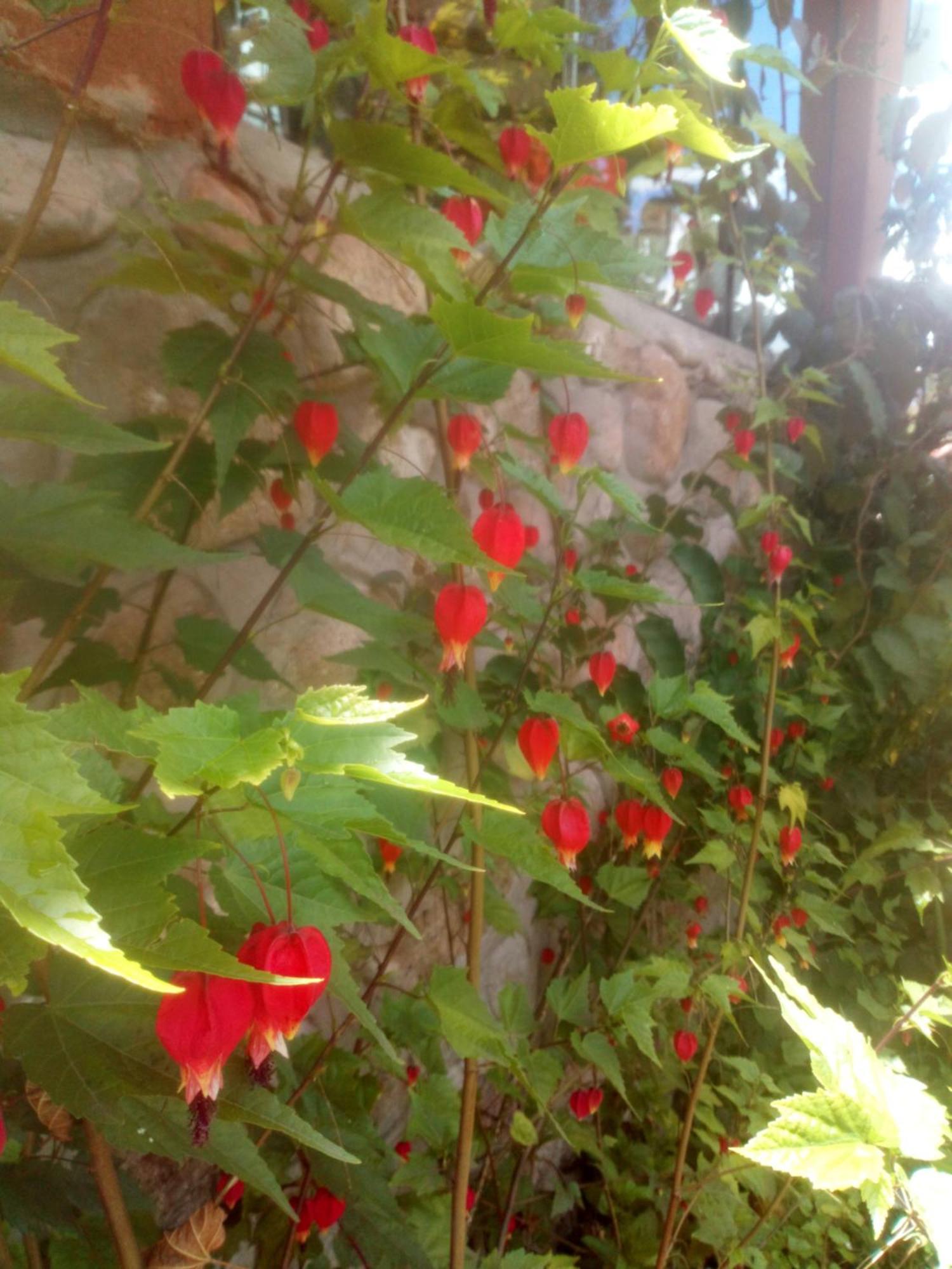 Ecolodge Ccatan Urubamba Exterior photo